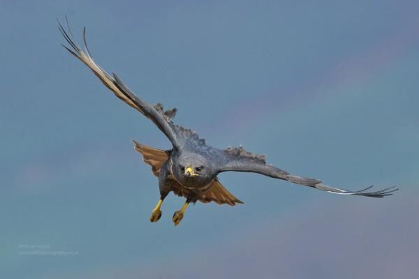 Birdlife South Africa