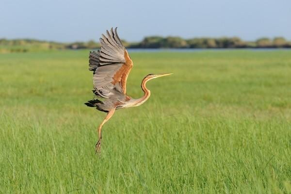 Birdlife South Africa
