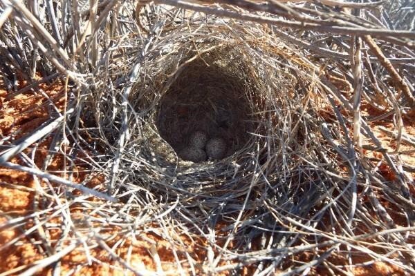 Birdlife South Africa