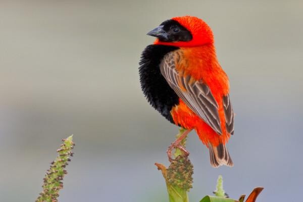 Birdlife South Africa