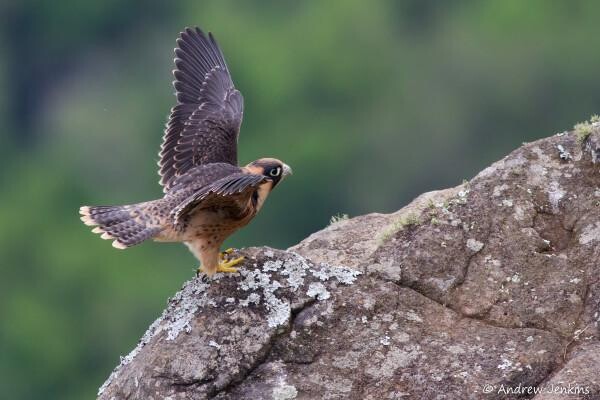Birdlife South Africa