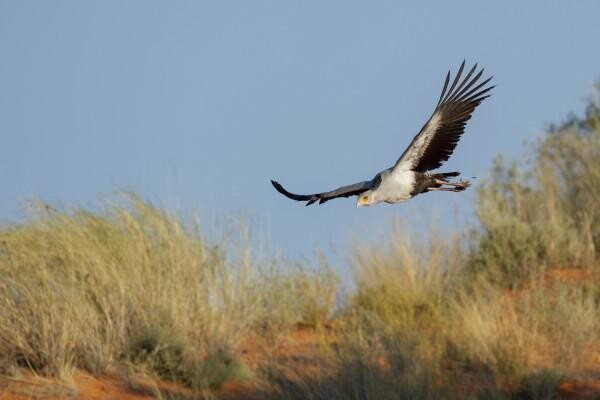 Birdlife South Africa