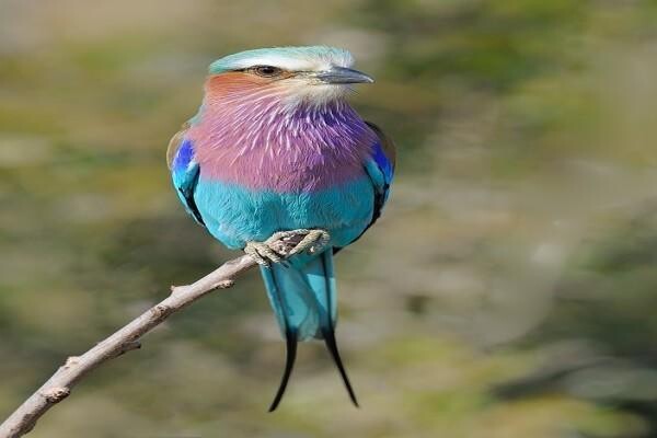Birdlife South Africa
