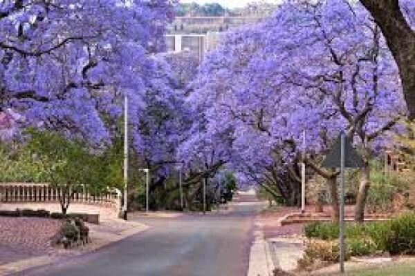 Mensa South Africa