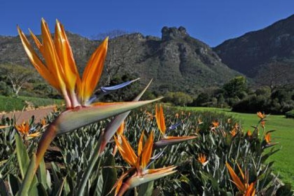 Kirstenbosch National Botanical Garden