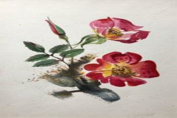 Cape Gallery The