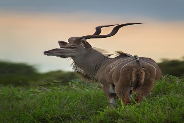 Motswari Private Game Reserve