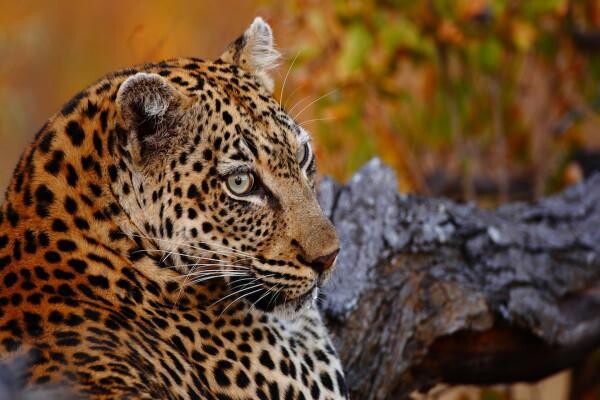 Motswari Private Game Reserve