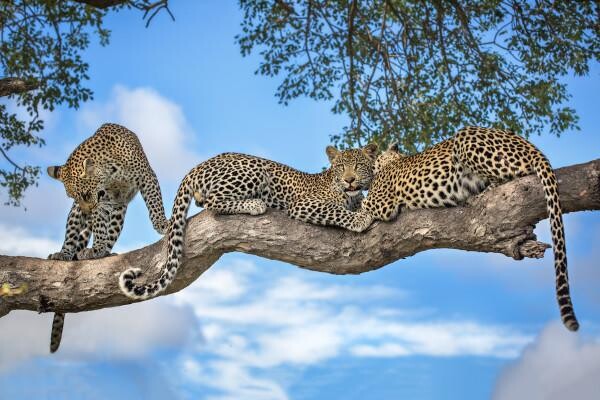 Motswari Private Game Reserve