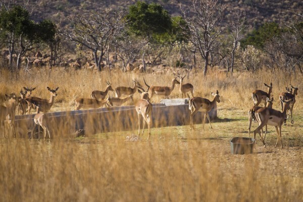 Leeuwenhof Country Lodge & Spa