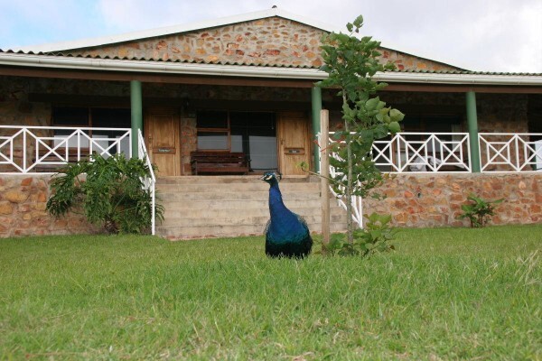 Mentors Country Estate