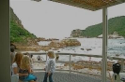 Cornuti (Knysna)