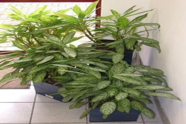 Tekweni Plants