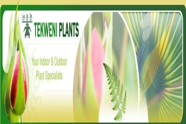 Tekweni Plants