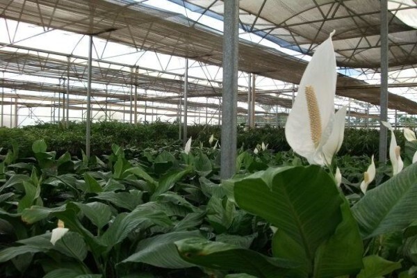 Execuflora (Pty) Ltd
