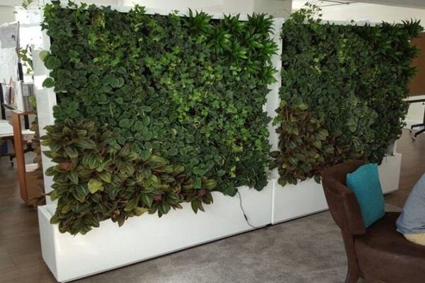 Execuflora (Pty) Ltd