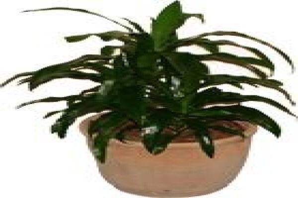 Tekweni Plants