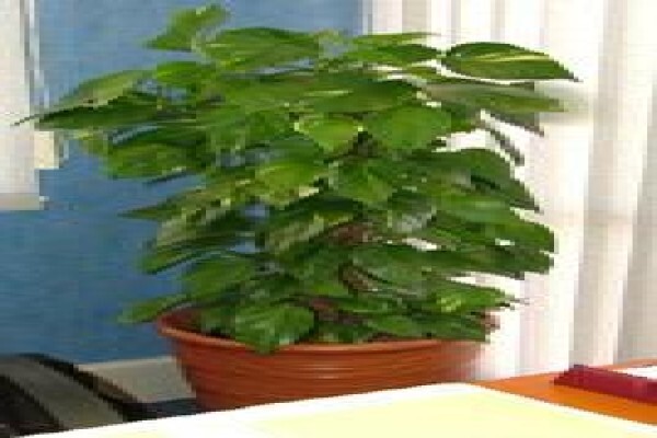 Tekweni Plants