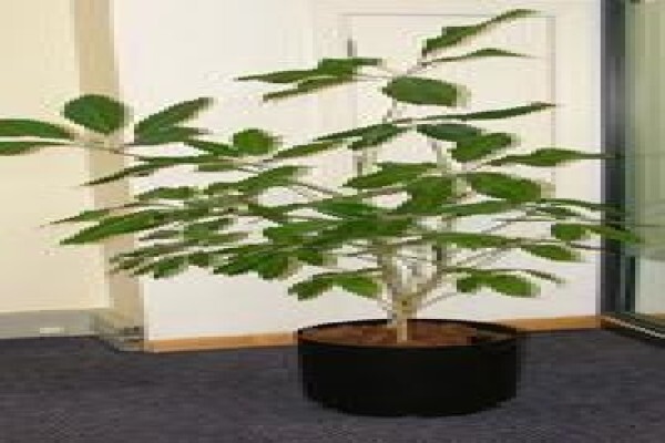 Tekweni Plants