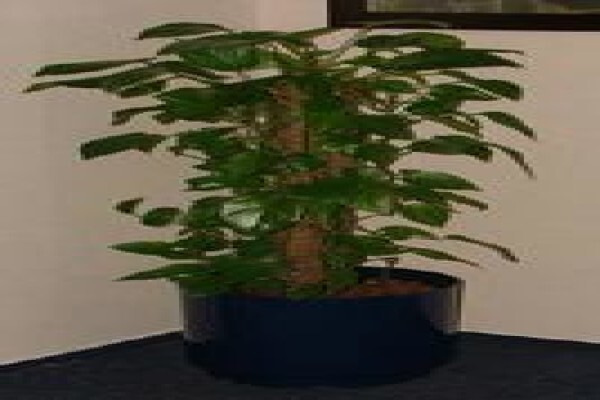Tekweni Plants