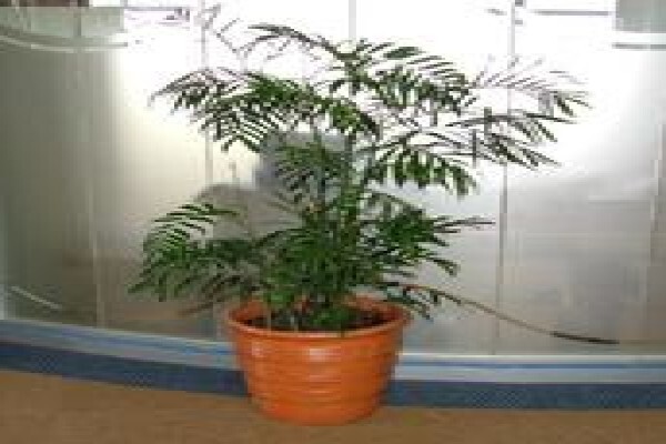 Tekweni Plants