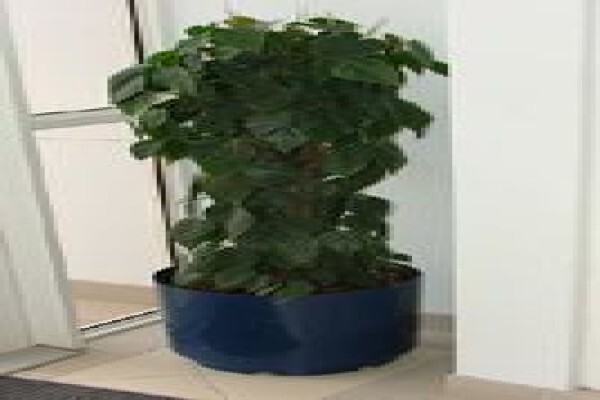 Tekweni Plants