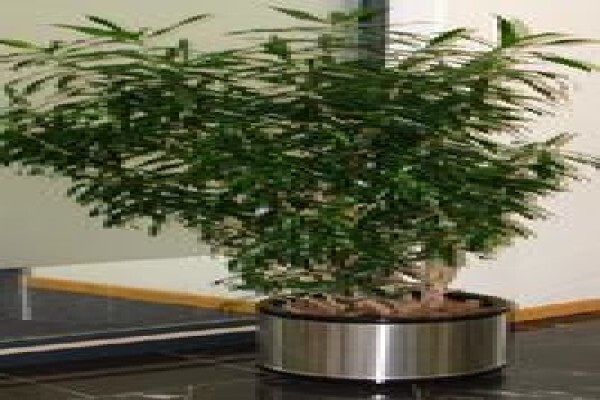 Tekweni Plants