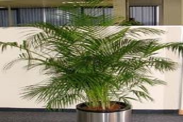 Tekweni Plants