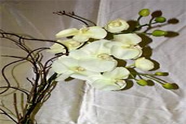 Tekweni Plants
