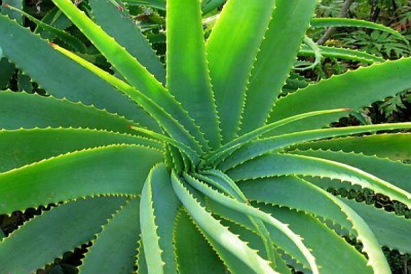 Health Equilibrium