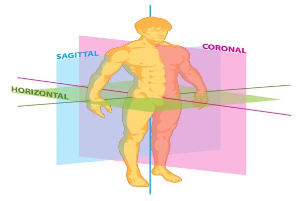 Body Life