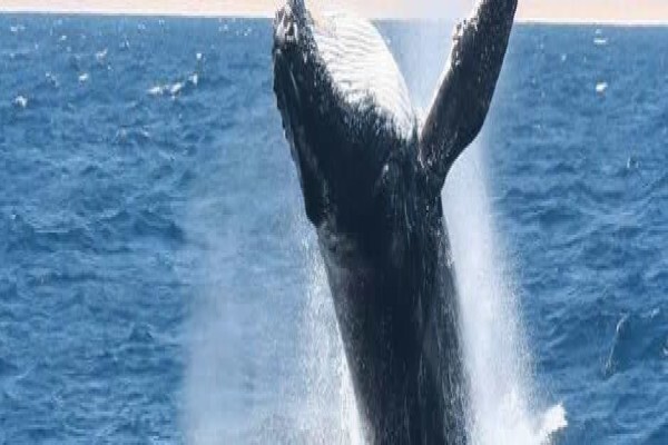 Amazulu Lodge