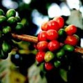 Origin Coffee Roasting Cc