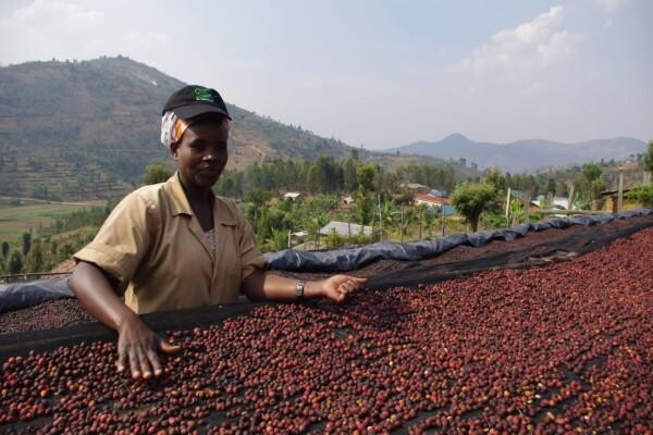 Origin Coffee Roasting Cc