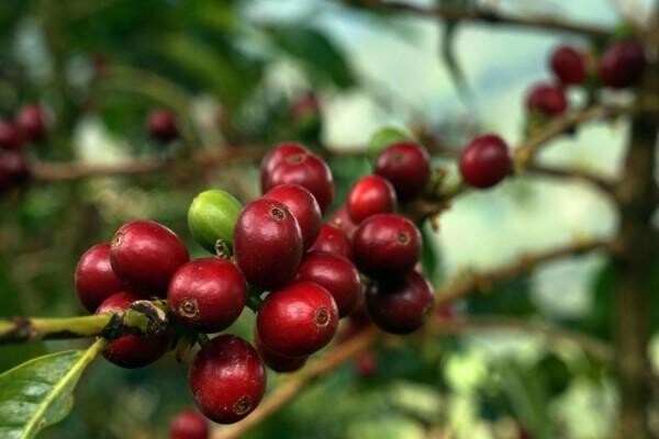 Origin Coffee Roasting Cc