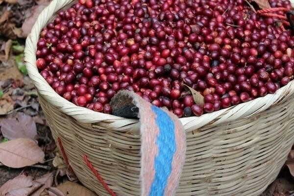 Origin Coffee Roasting Cc