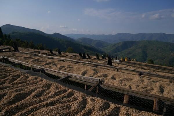 Origin Coffee Roasting Cc