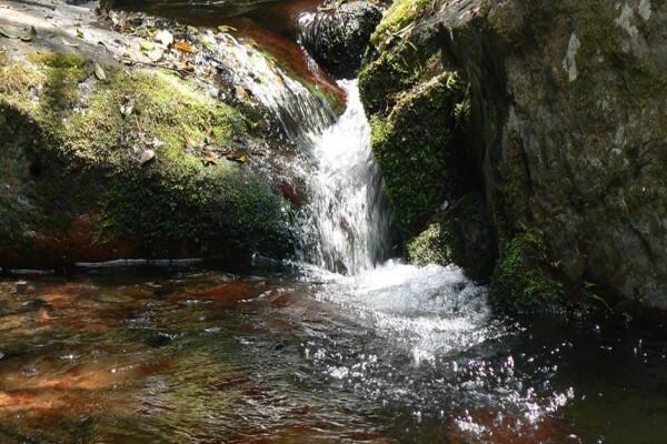 Forest Creek Lodge