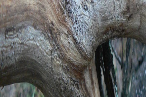 Forest Creek Lodge