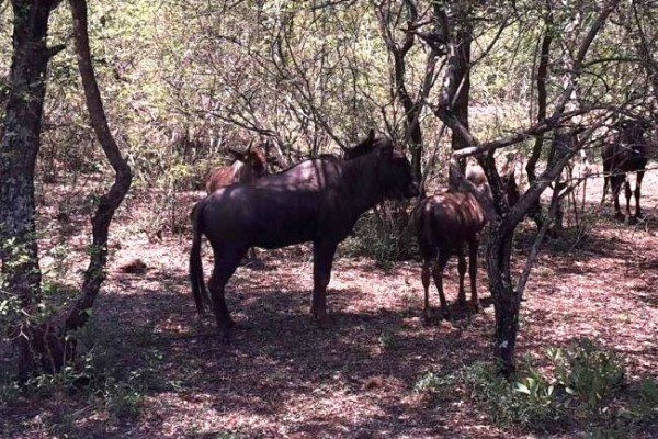 Khumula Game Lodge