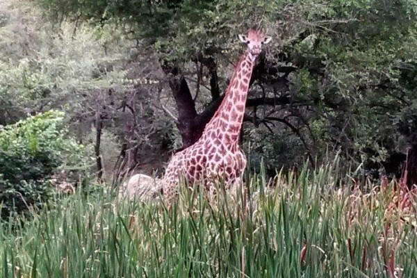 Khumula Game Lodge