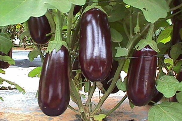 Sakata Seed Southern Africa (Pty) Ltd