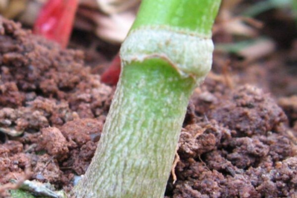 Sakata Seed Southern Africa (Pty) Ltd