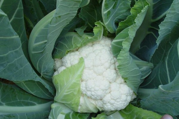 Sakata Seed Southern Africa (Pty) Ltd