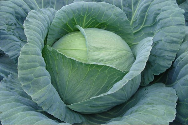 Sakata Seed Southern Africa (Pty) Ltd