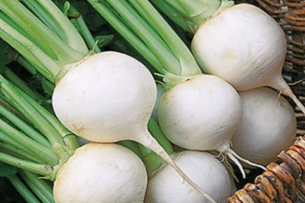 Sakata Seed Southern Africa (Pty) Ltd