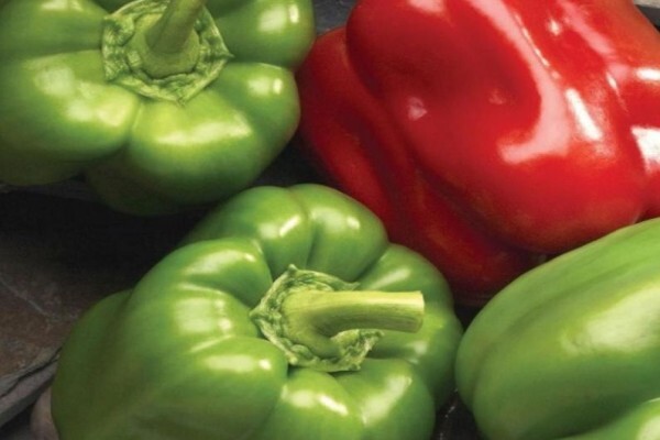 Sakata Seed Southern Africa (Pty) Ltd