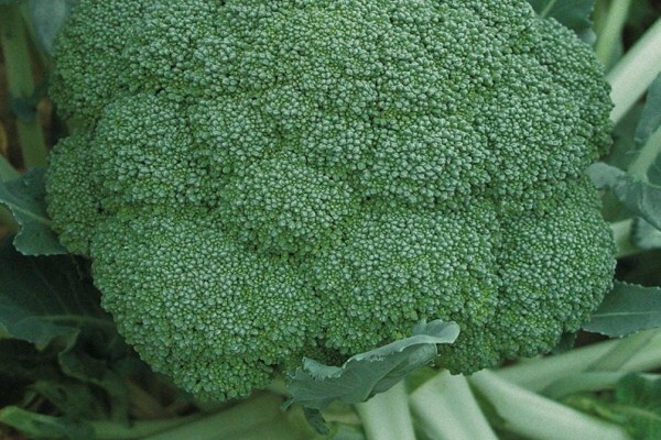 Sakata Seed Southern Africa (Pty) Ltd