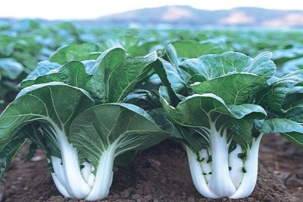 Sakata Seed Southern Africa (Pty) Ltd
