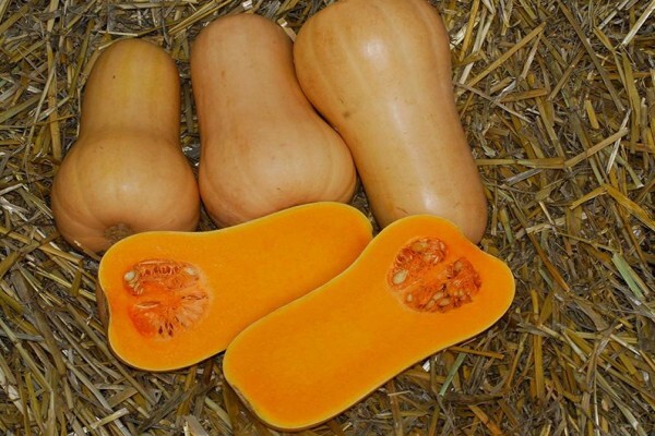 Sakata Seed Southern Africa (Pty) Ltd